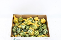 Cuc Pep Pear Bicolor