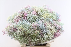 Gyps Colortreated 80cm 40gram