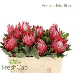 Protea Madiba 50cm