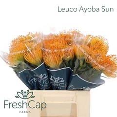 Leuco Ayoba Sun 40cm