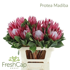 Protea Madiba 60cm