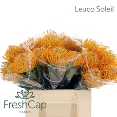 Leuco Soleil 40cm