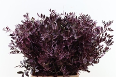 Pista Klb H% 50cm