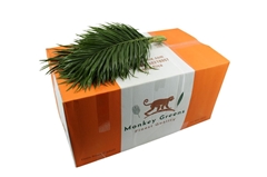 Phoenix Roebeleni Bs 50cm