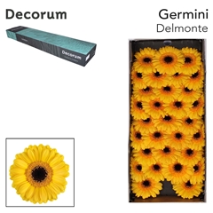 Germini Delmonte 45cm 7cm Ø