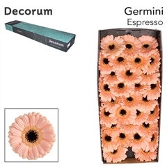 Germini Espresso 45cm 7cm Ø