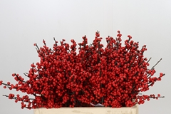 Ilex Vert (RODE Bes) 55cm
