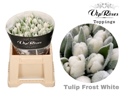 Tu En A Frost White