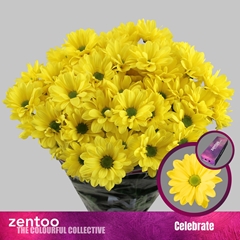 Chr T Celebrate 70cm 80gram