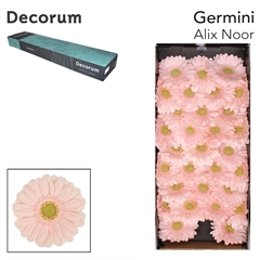 Germini Alix-noor 45cm 7cm Ø