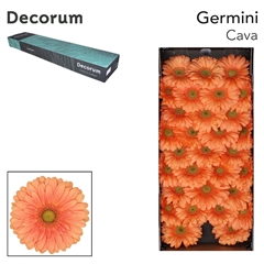 Germini Cava 45cm 7cm Ø