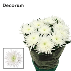 Chr G Topspin 70cm 95gram