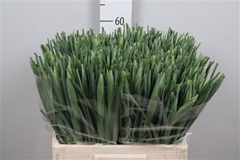 Iris New Magic 60cm 44gram