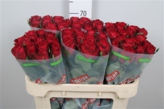 R Gr Madam Red 70cm