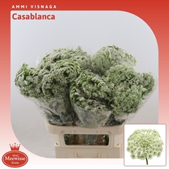 Ammi Vis Casablanca 80cm