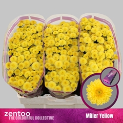 Chr S Miller Yellow 55cm 120g