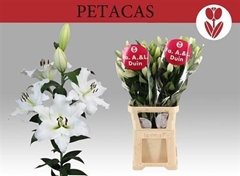 Li Ot Petacas 110cm 51+