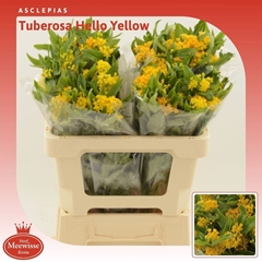 Ascl Hello Yellow 50cm 23