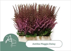 Astil Maggie Daley