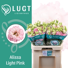 Eus G Alissa Ligh Pi 70cm