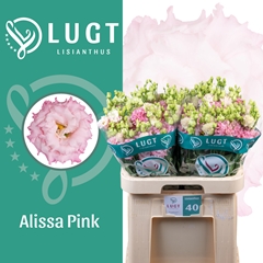 Eust G Alissa Pink 70cm
