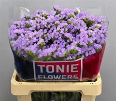 Lim S Tonie Lavender 60 - 80