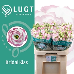 Eus G Croma Brid Kis 70cm