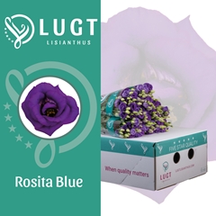 Eust G Rosita Blue 70cm