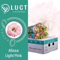 Eus G Alissa Ligh Pi 70cm