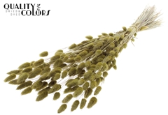 Lagurus Pr. Olive 70cm 100gram
