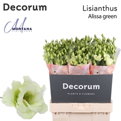Eust G Alissa Green 70cm