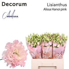 Eust G Alissa Pink 60cm