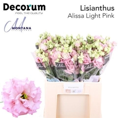 Eust G Alissa Pink 60cm