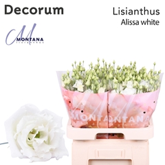 Eust G Alissa White 70cm