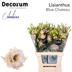 Eus G Blue Chateau 60cm