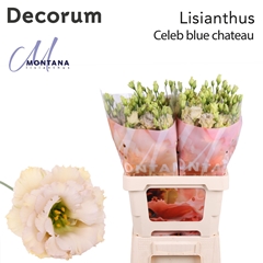 Eus G Blue Chateau 70cm
