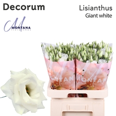 Eus G Arena Giant Wh 70cm