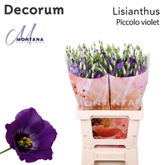 Eust Piccolo Violet 70cm