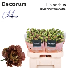 Eus G R L Terracotta 70cm