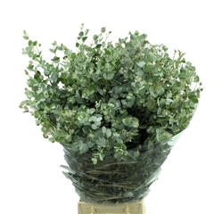 Euca Gunnii P Bs 70cm 300gram