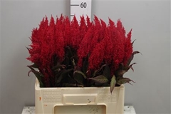 Cel P Century Rood 60cm