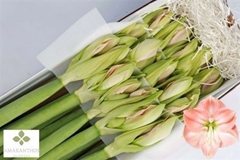 Hipp St Darling 75cm 4+