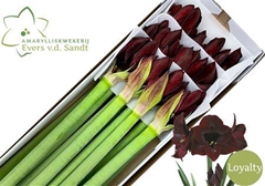 Hipp St Loyalty 80cm 4+