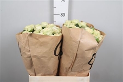 R Tr Summerrose 80cm 55+