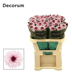 Chr G Pip Pretty 70cm 80gram