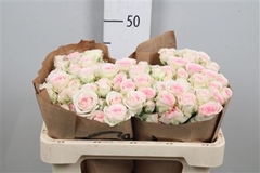 R Tr Good Mood 50cm 55+