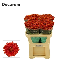 Chr G Tusca 70cm 75gram