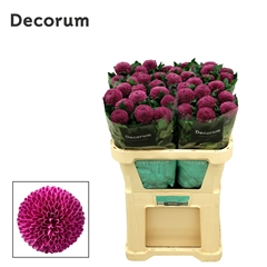 Chr G Roxo 70cm 80gram
