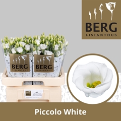Eust E Piccolo White 70cm