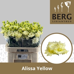 Eust G Alissa Yellow 70cm